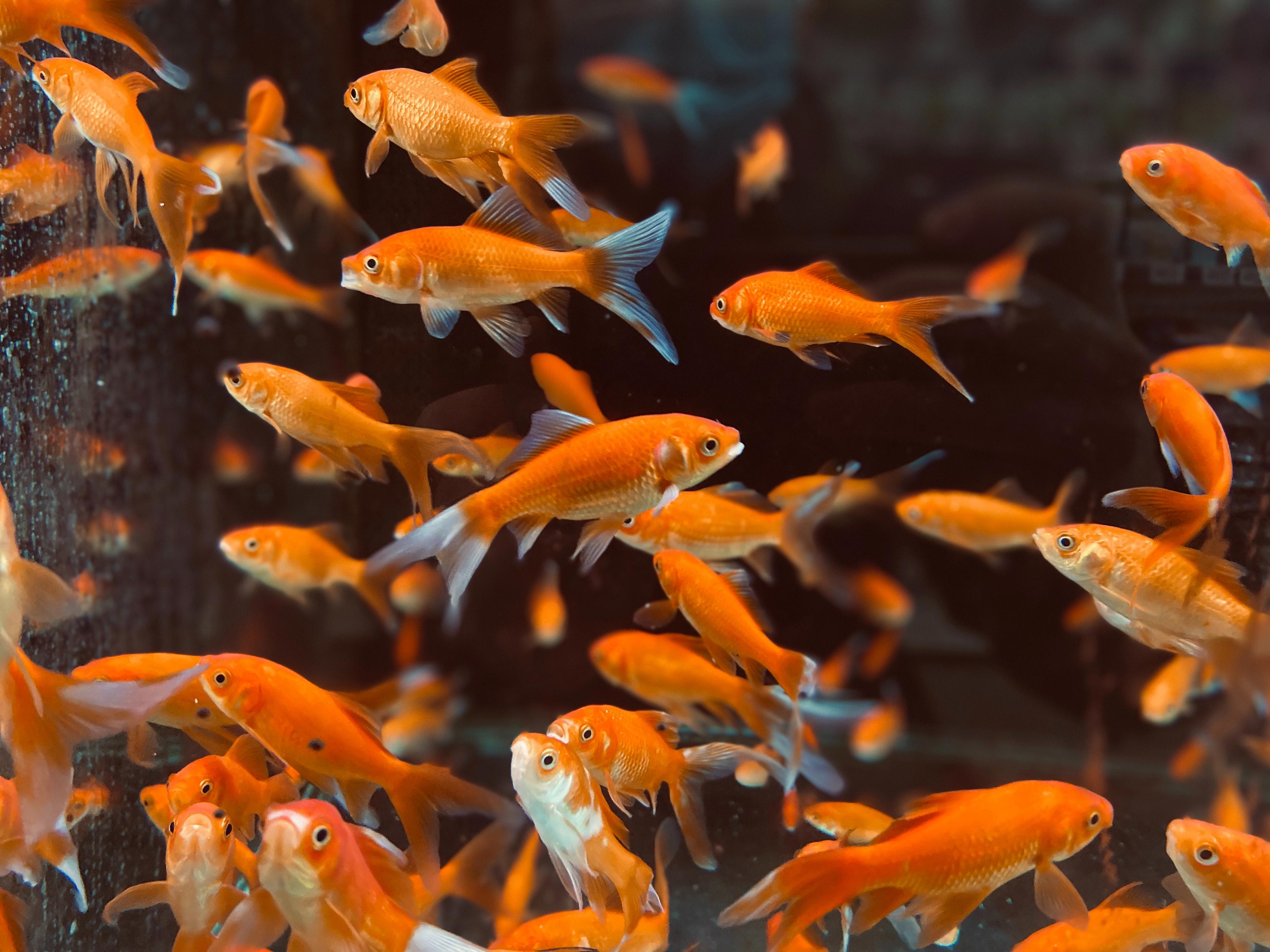 Fish Tank Cleanliness: How Your Fish's Diet Impacts It